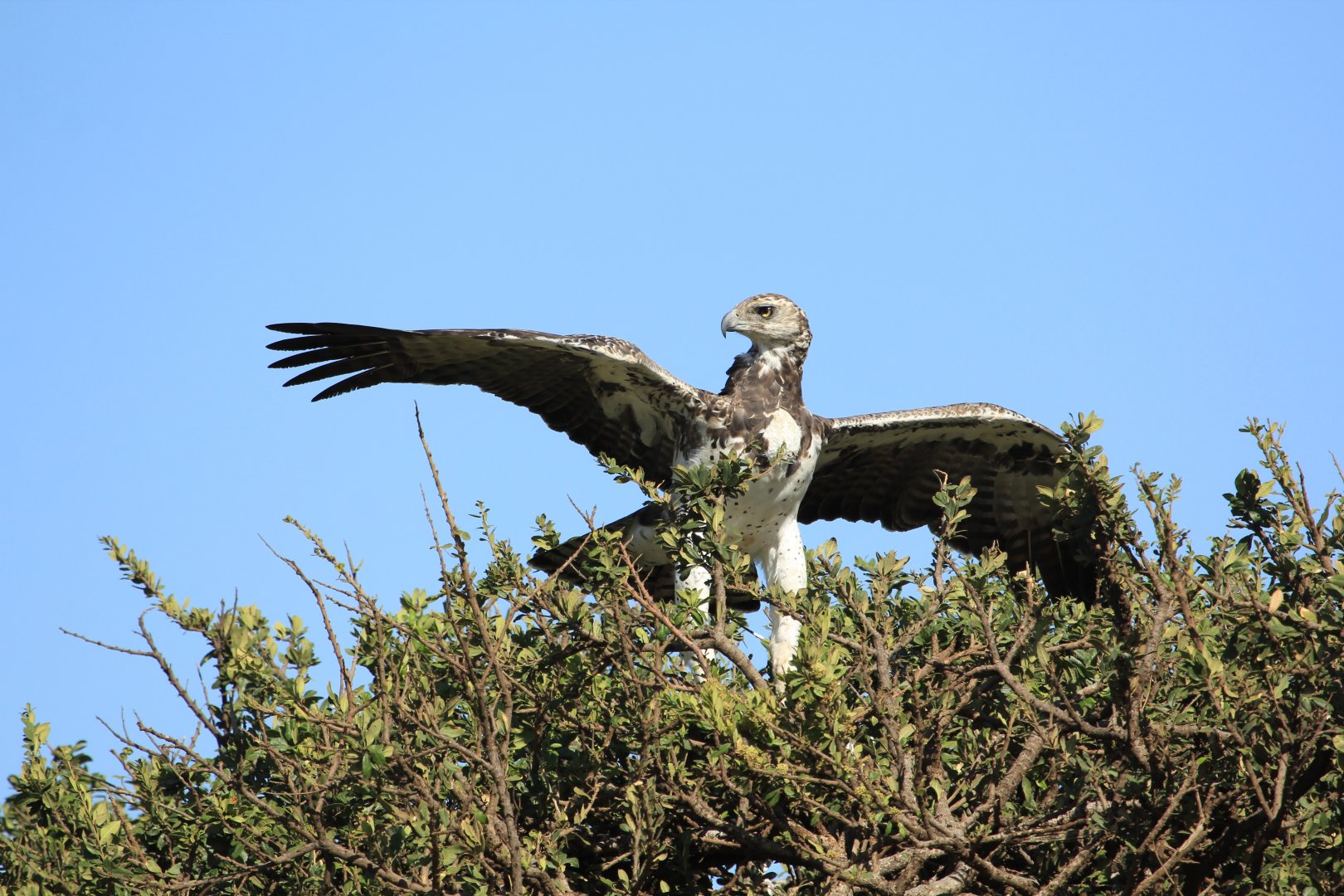 Martial Eagel - Masai Mara (September 2018)