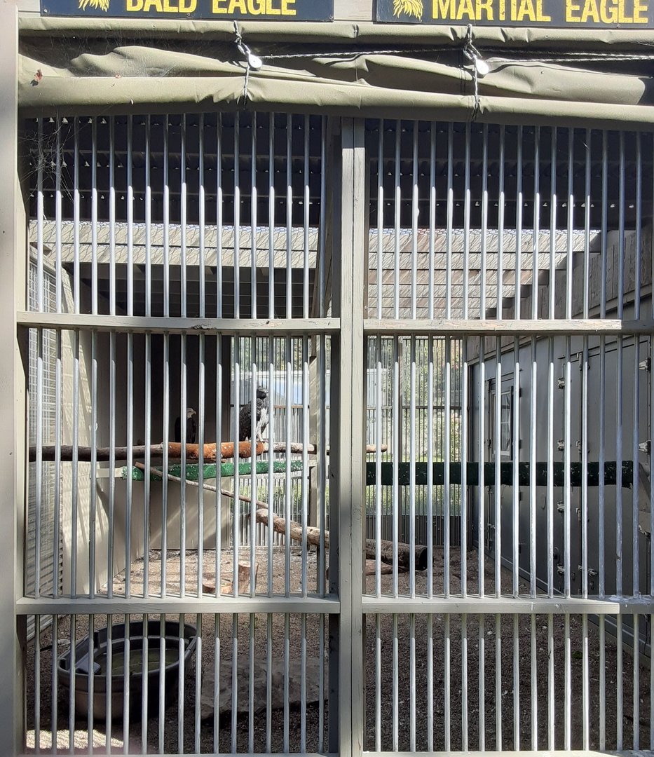 Martial Eagle and Bald Eagle Habitat