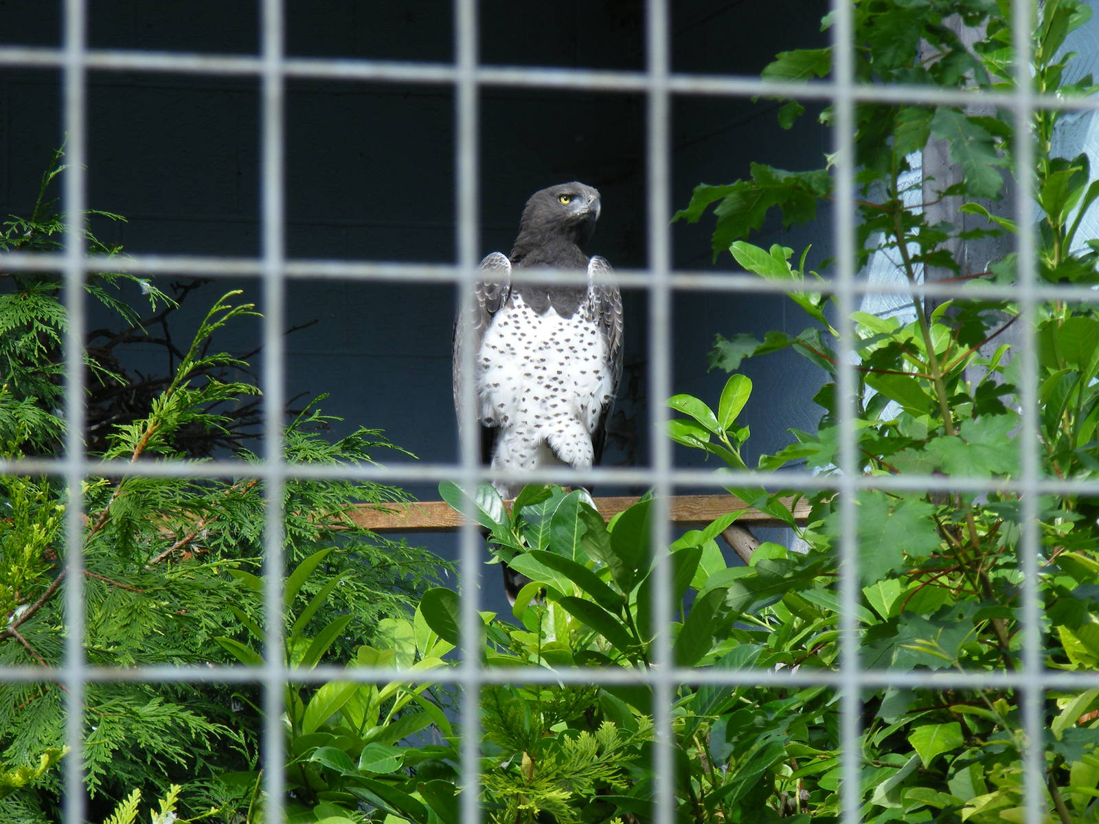 Martial eagle at Eagle Heights, 10 September 2011