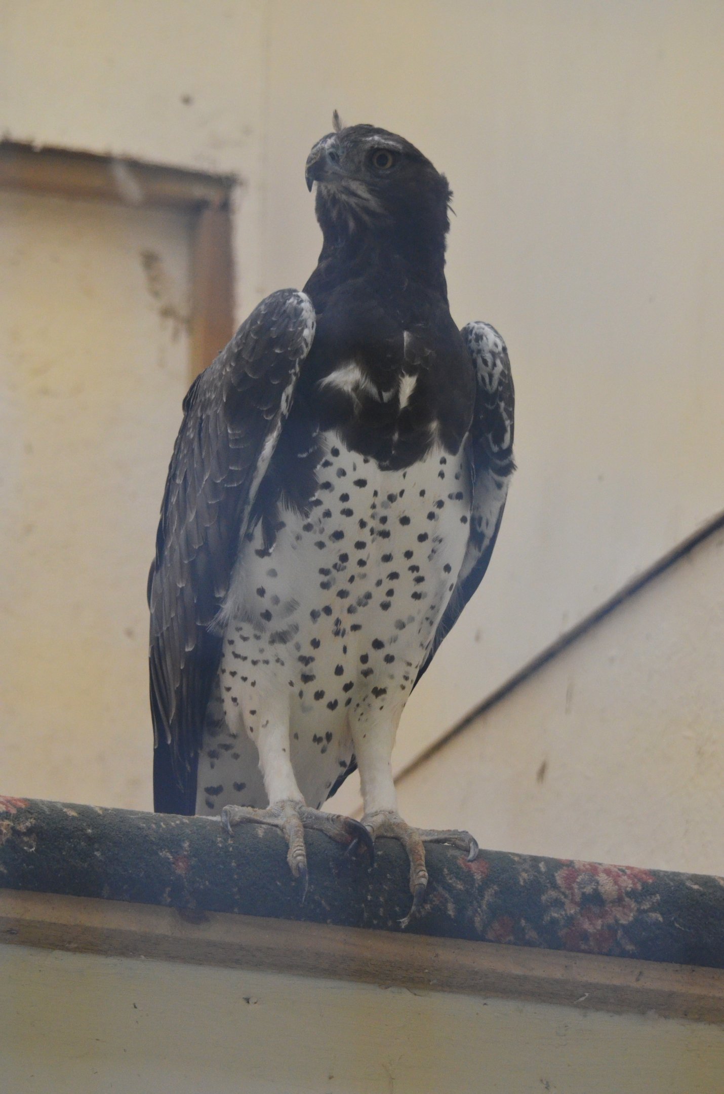 Martial Eagle at ICBP Newent, 07/10/17