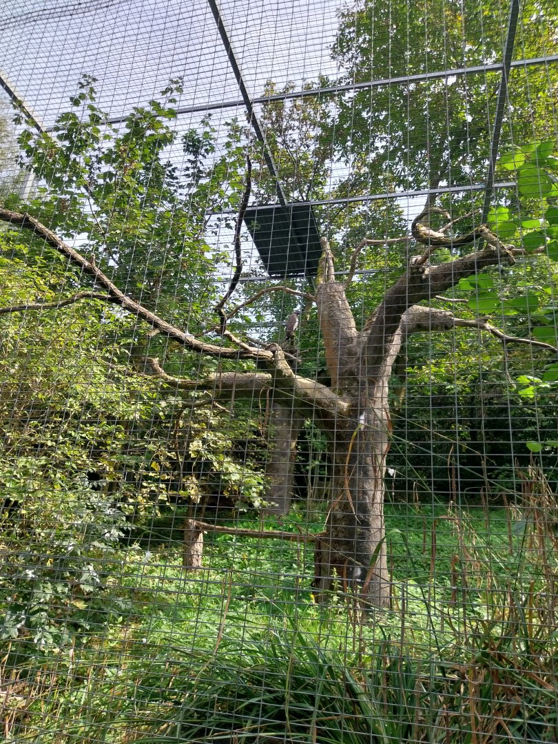 Martial eagle avariy - Martial eagle (Polemaetus bellicosus)