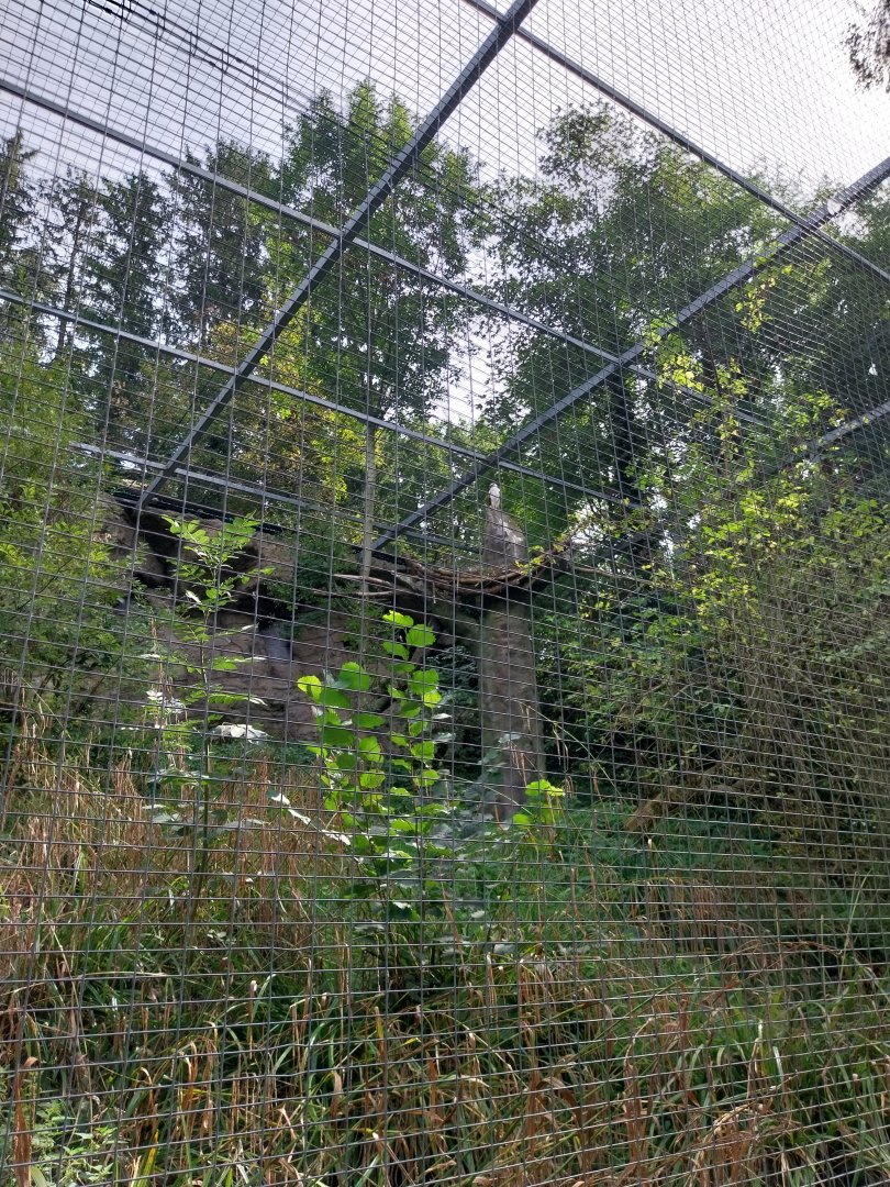 Martial eagle aviary - Palm-nut vulture (Gypohierax angolensis)