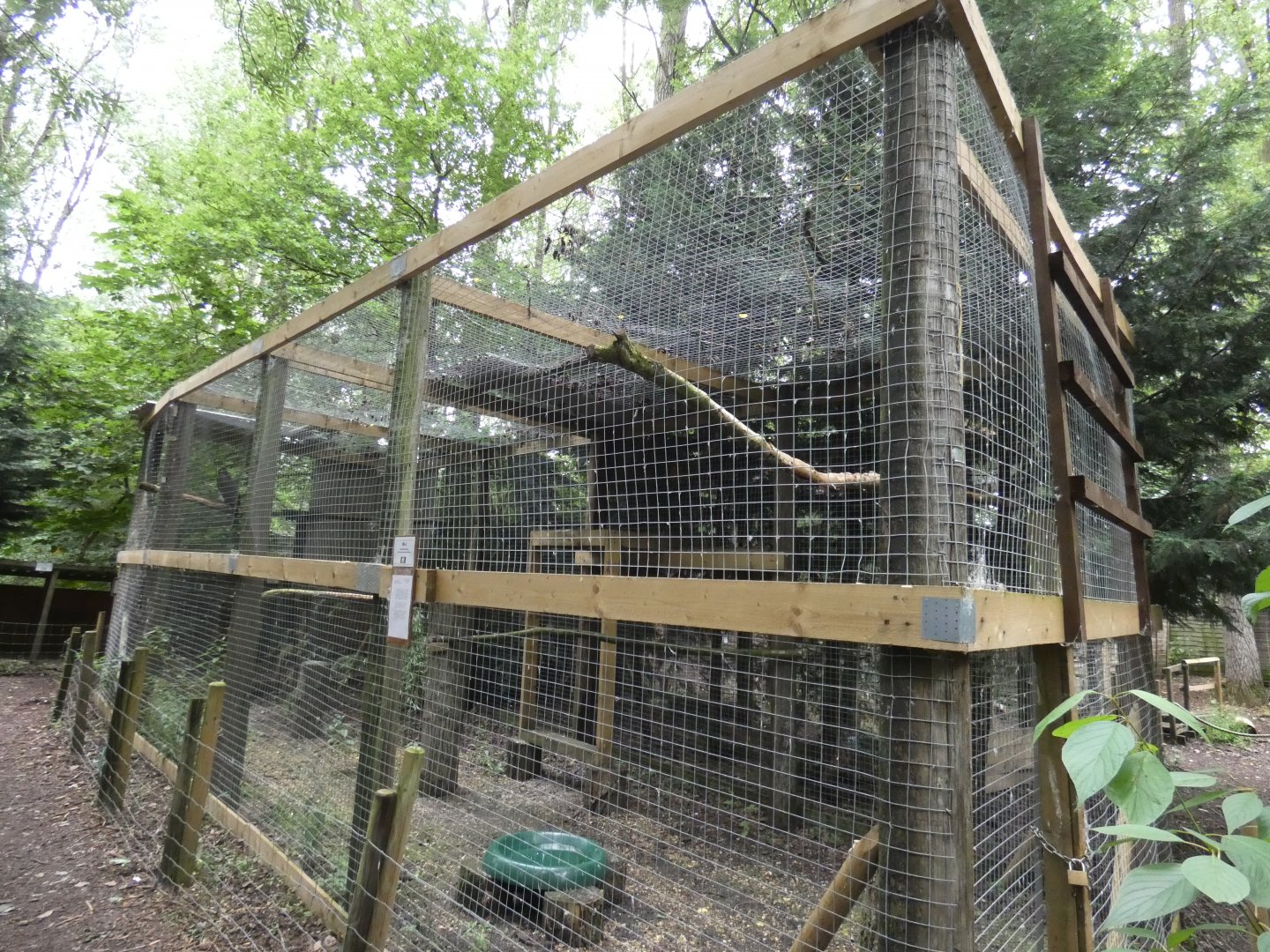 Martial eagle  aviary (Rutland Falconry Centre)