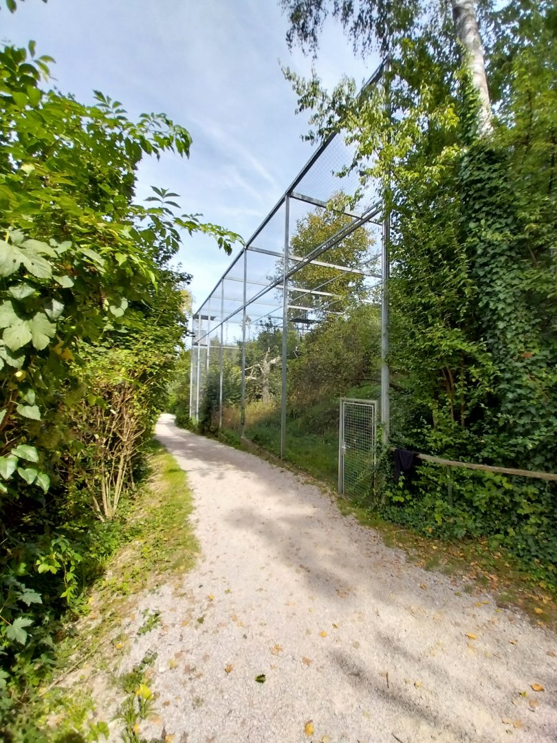 Martial eagle aviary