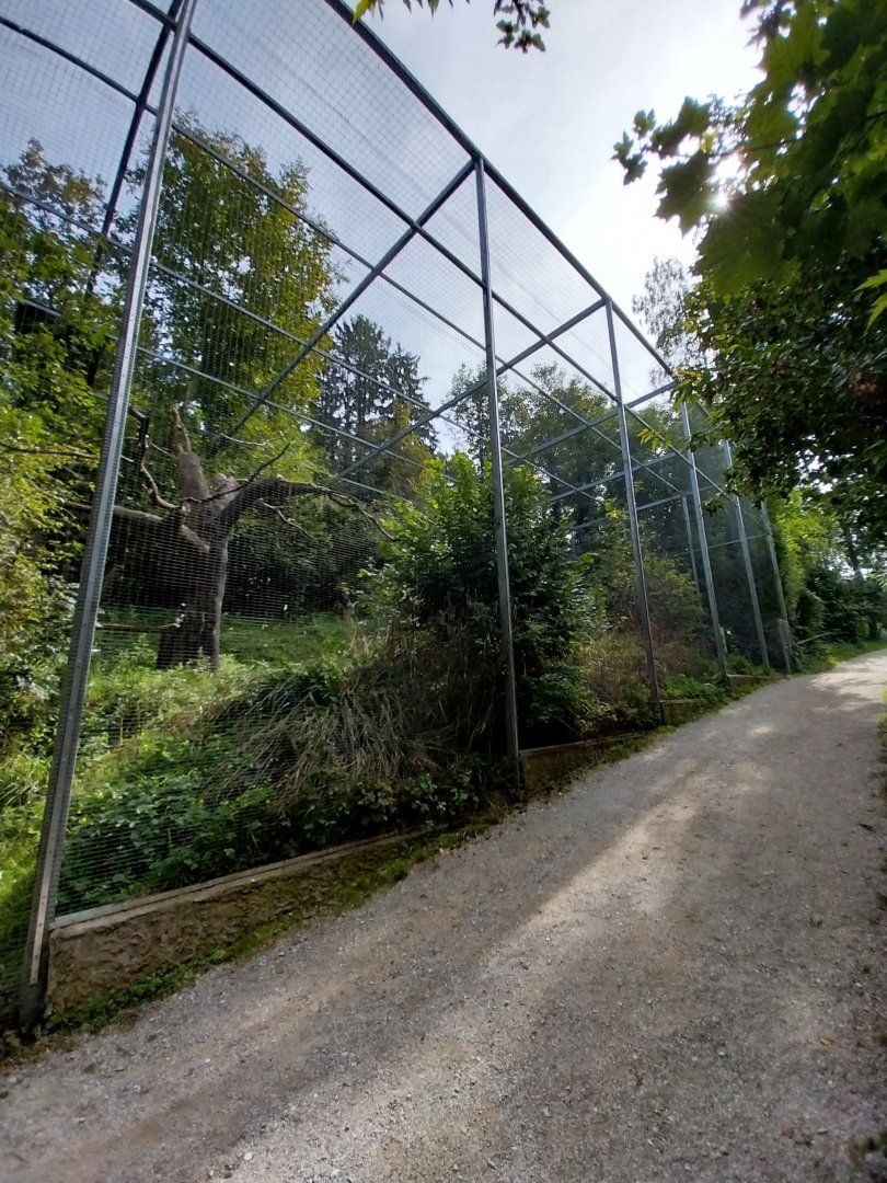 Martial eagle aviary