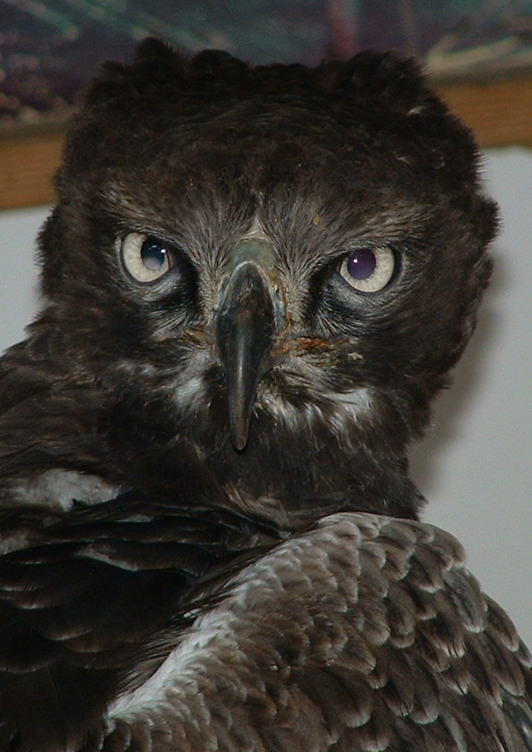 Martial Eagle - Eagle Heights 2006