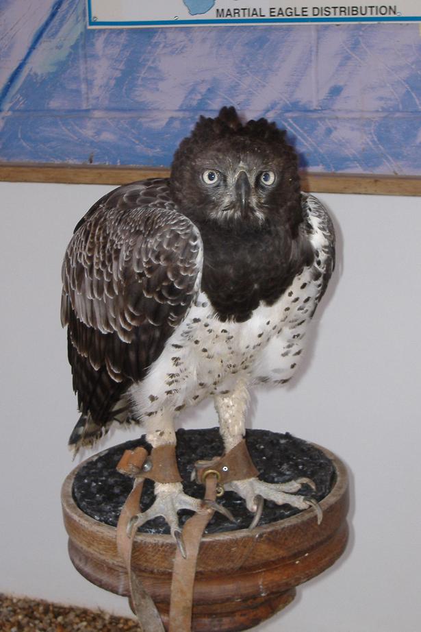 Martial Eagle Eagle Heights