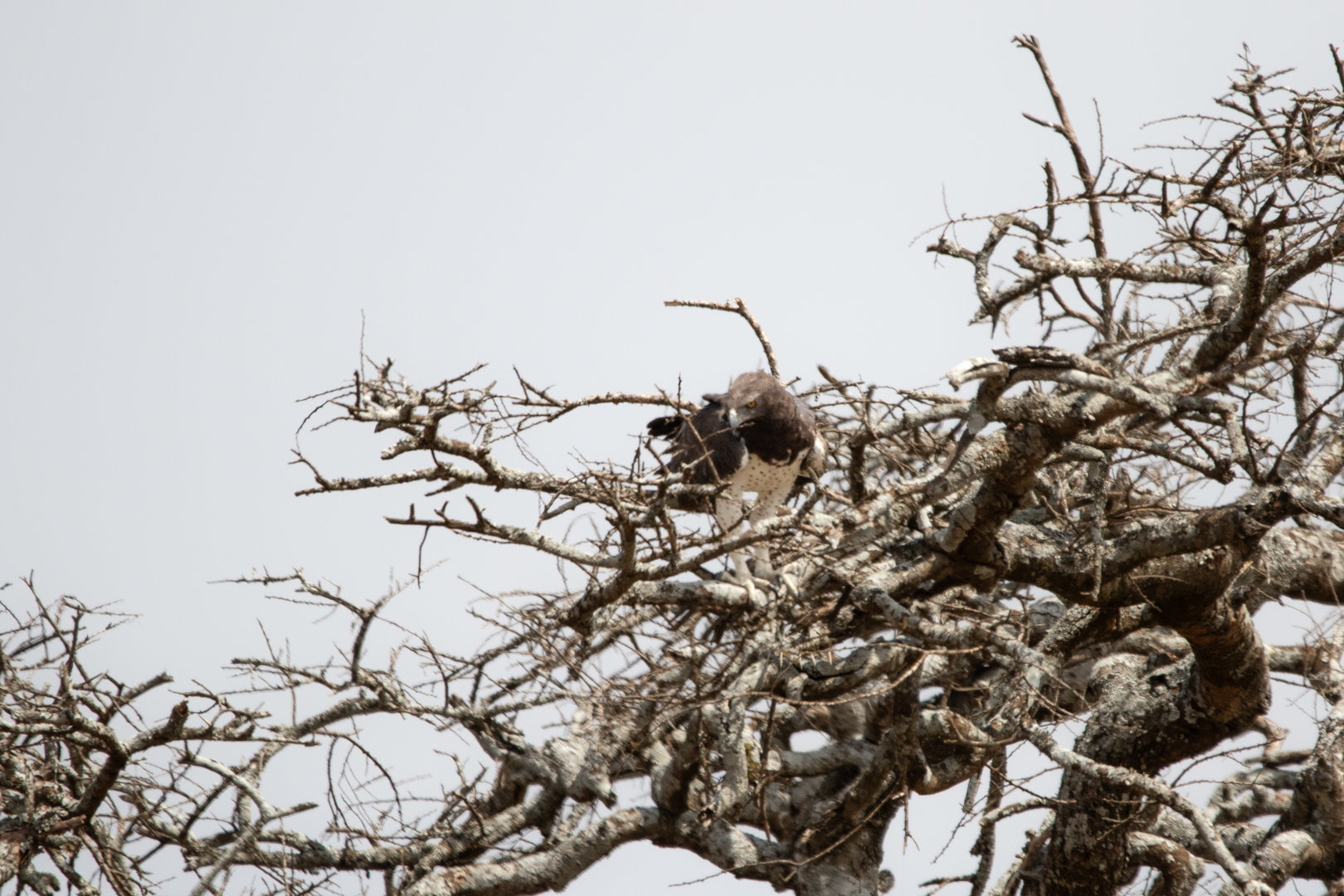 Martial Eagle Gathering Nesting Material