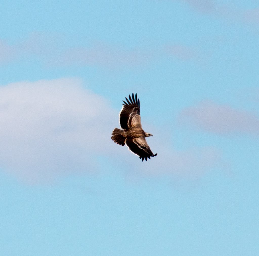Martial Eagle, immature