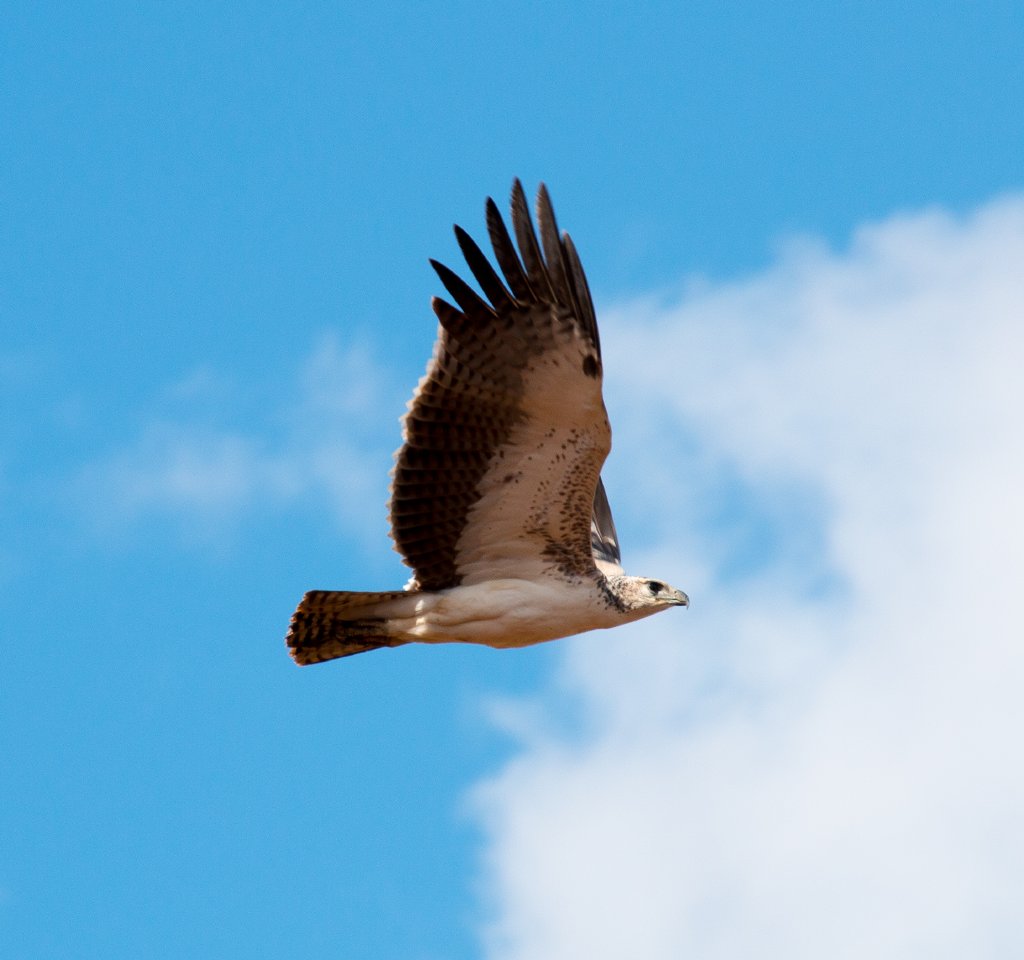 Martial Eagle, immature