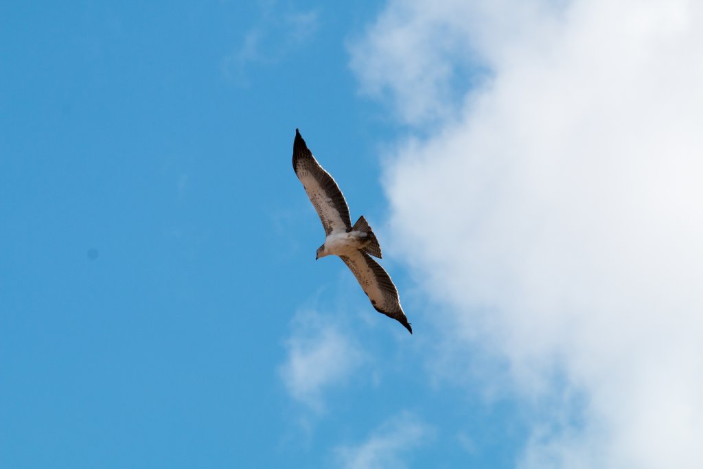 Martial Eagle, immature