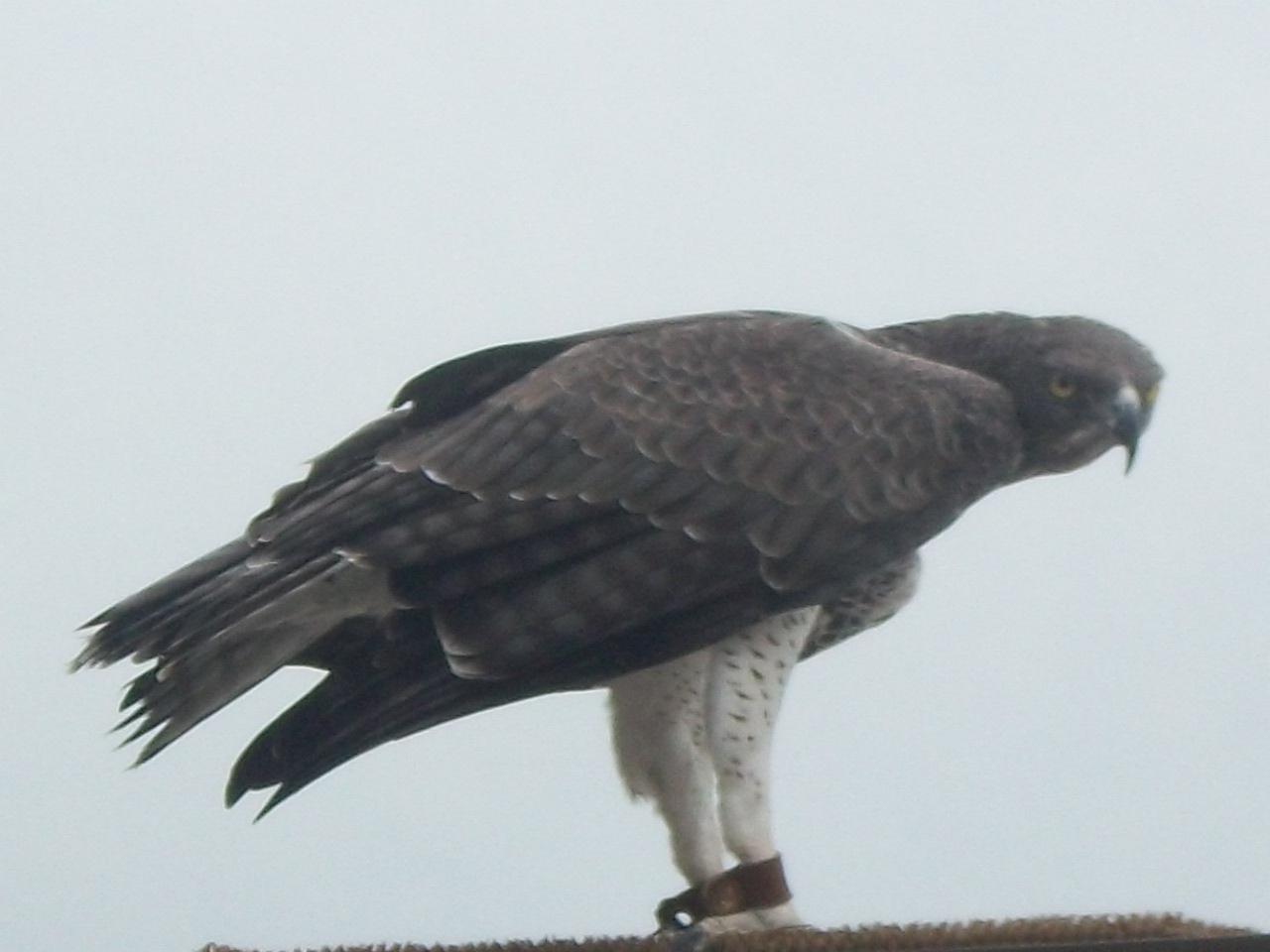 Martial Eagle in Skydeck show