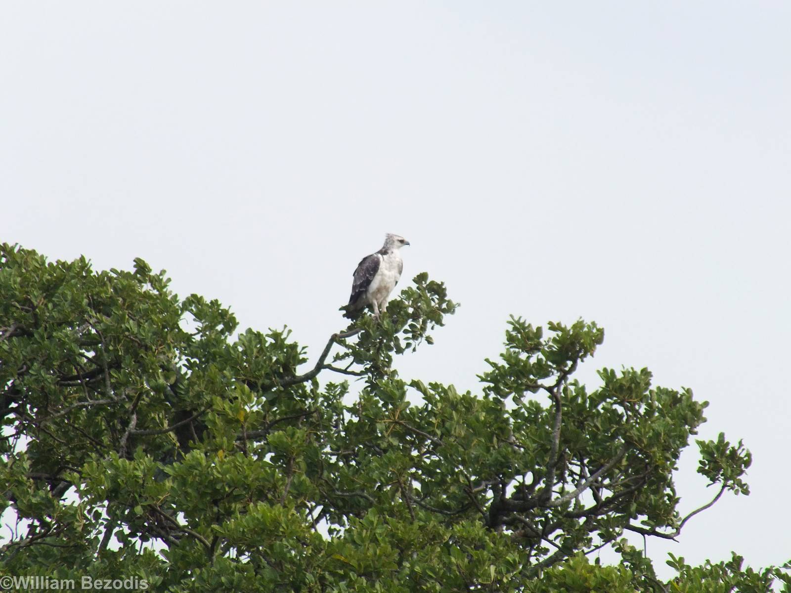 Martial Eagle - Maasai Mara
