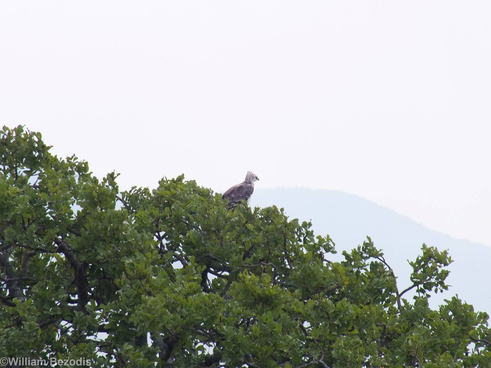 Martial Eagle - Maasai Mara