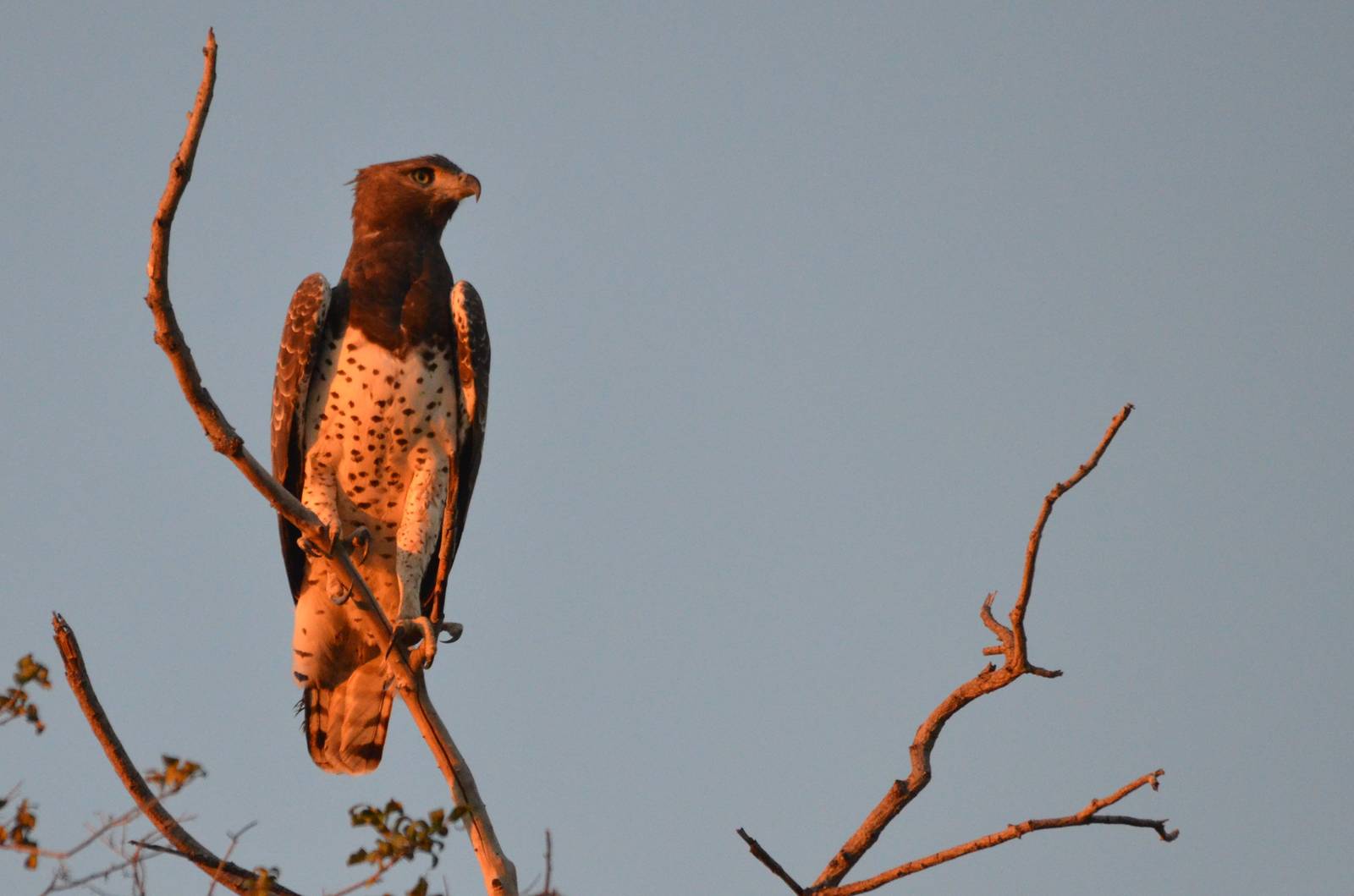 Martial Eagle, Moremi Game Reserve, Botswana, 29/04/16