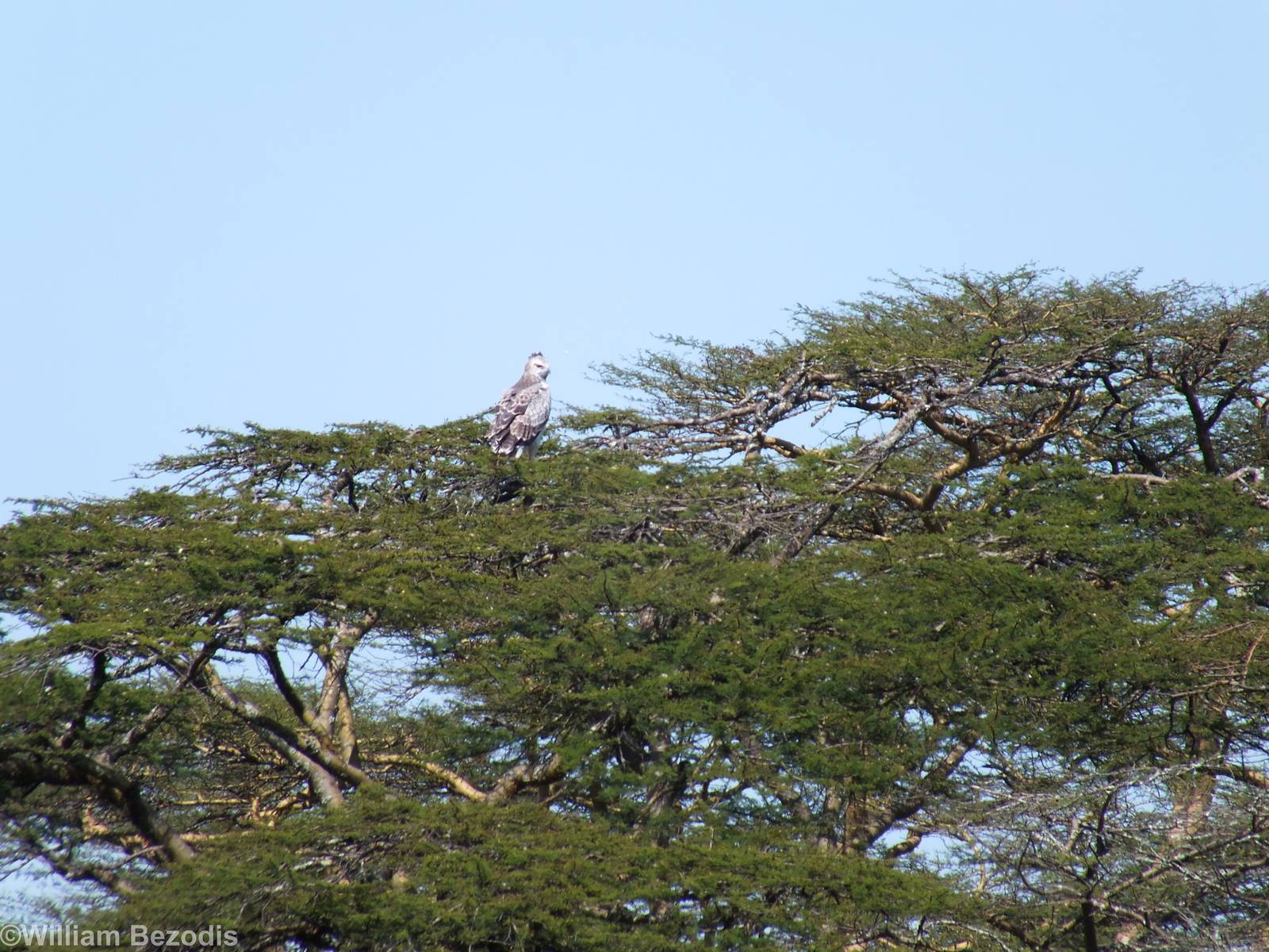Martial Eagle - Nairobi National Park