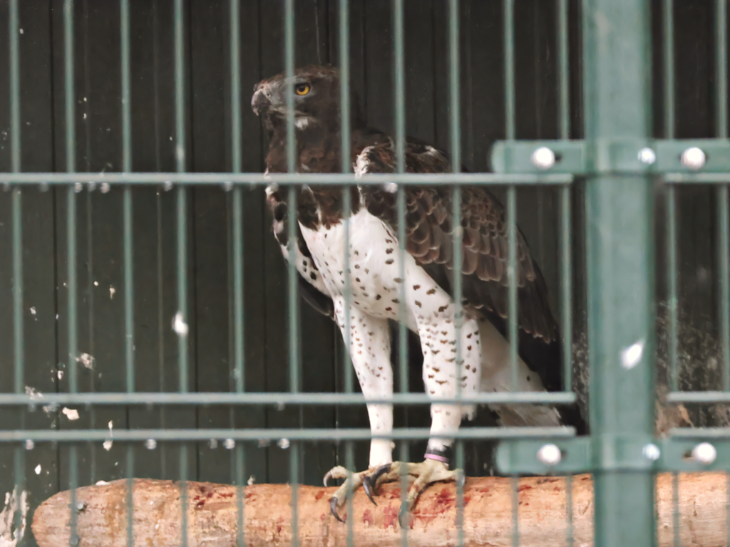 Martial eagle (Polemaetus bellicosus) - Brook Valley Zoo