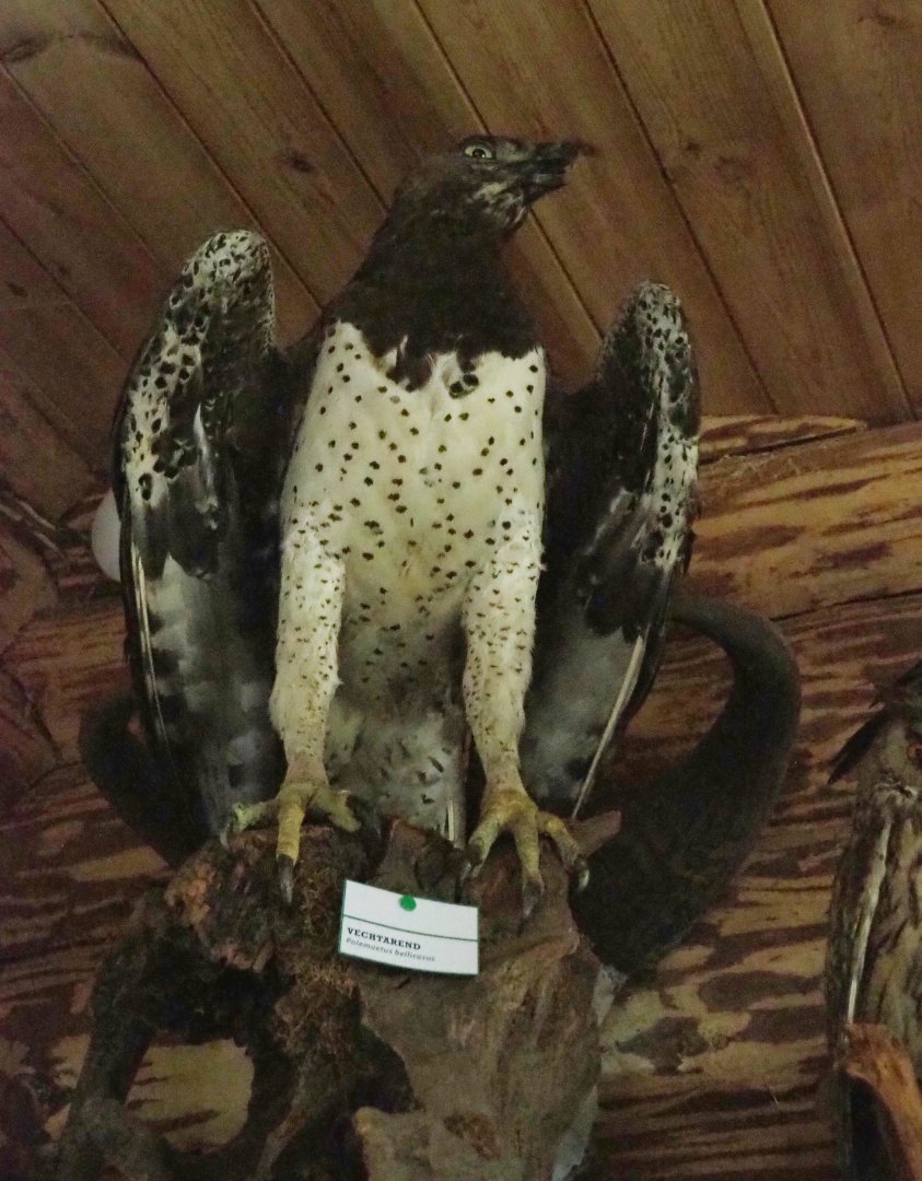 Martial eagle (Polemaetus bellicosus) specimen, 2022-05-17