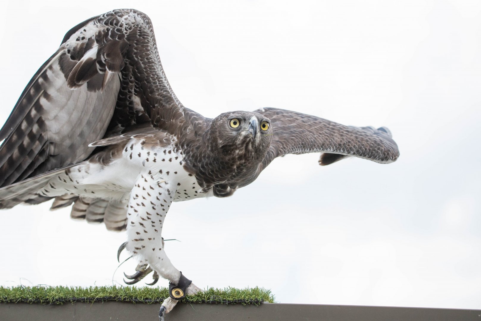 Martial Eagle- (Polemaetus bellicosus)