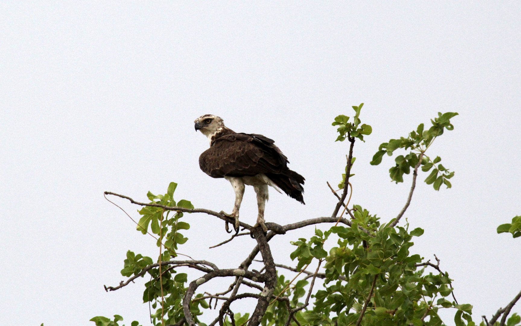 martial eagle (Polemaetus bellicosus)