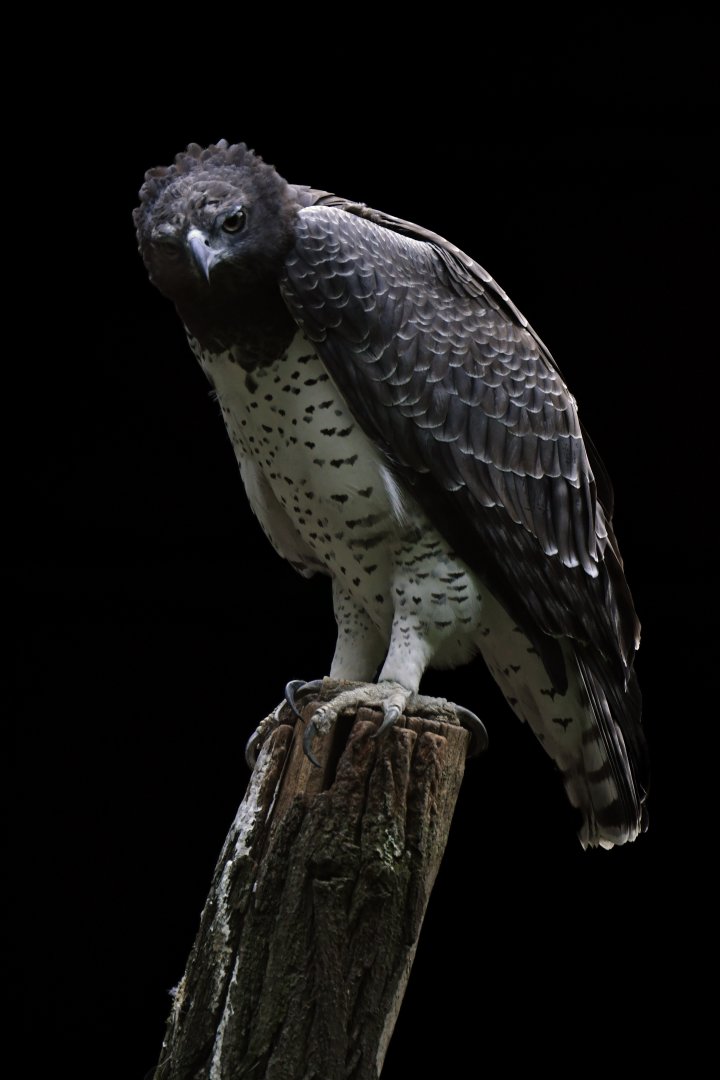 Martial eagle (Polemaetus bellicosus)