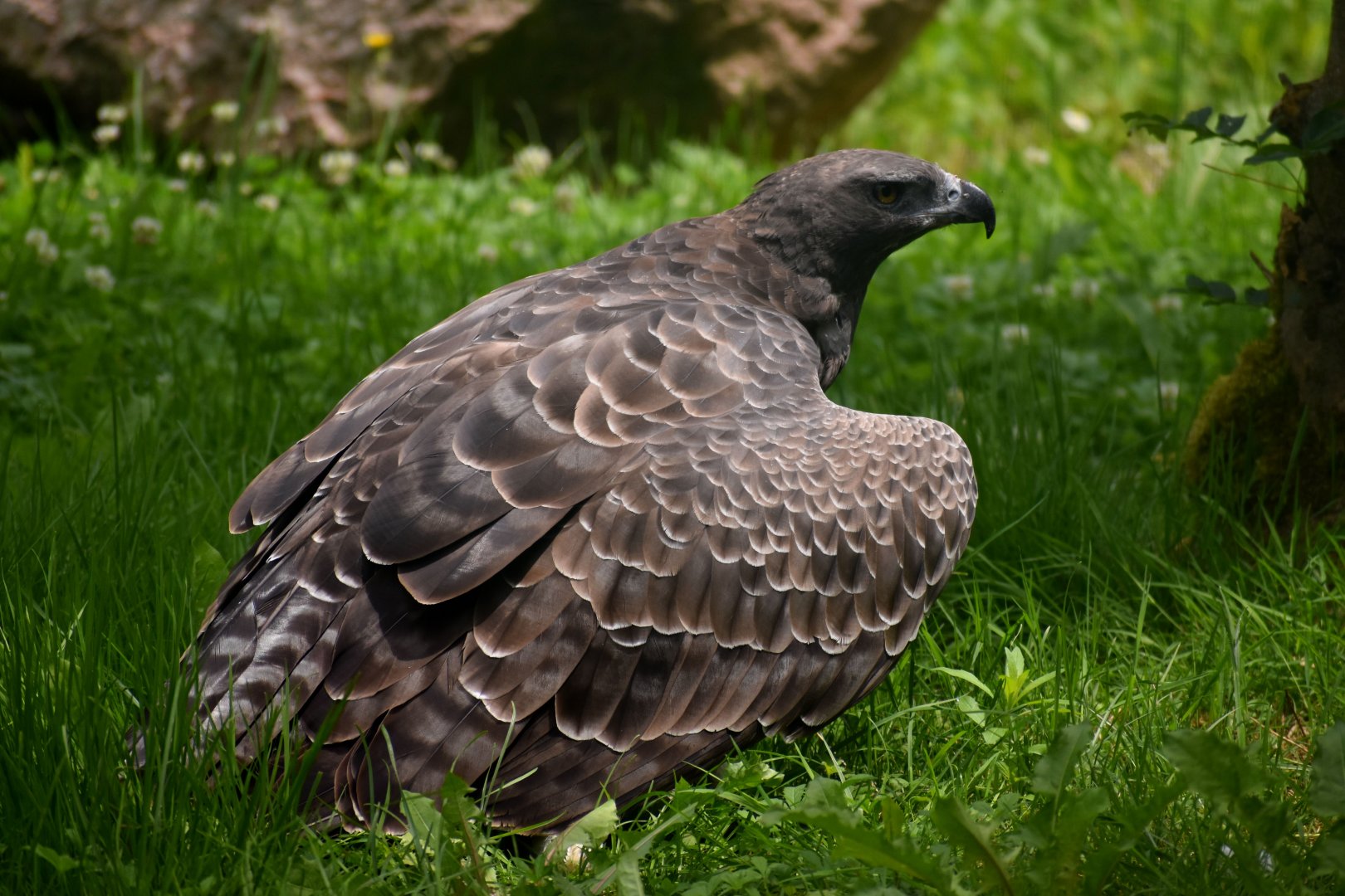 Martial Eagle - Polemaetus bellicosus