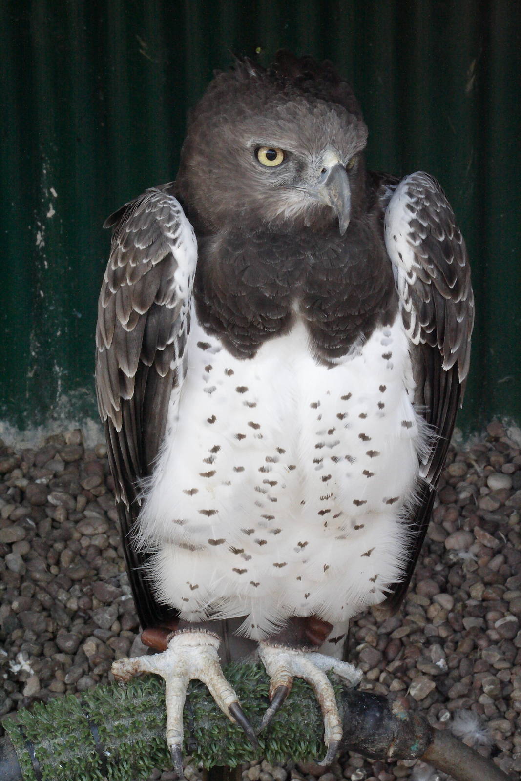 Martial eagle