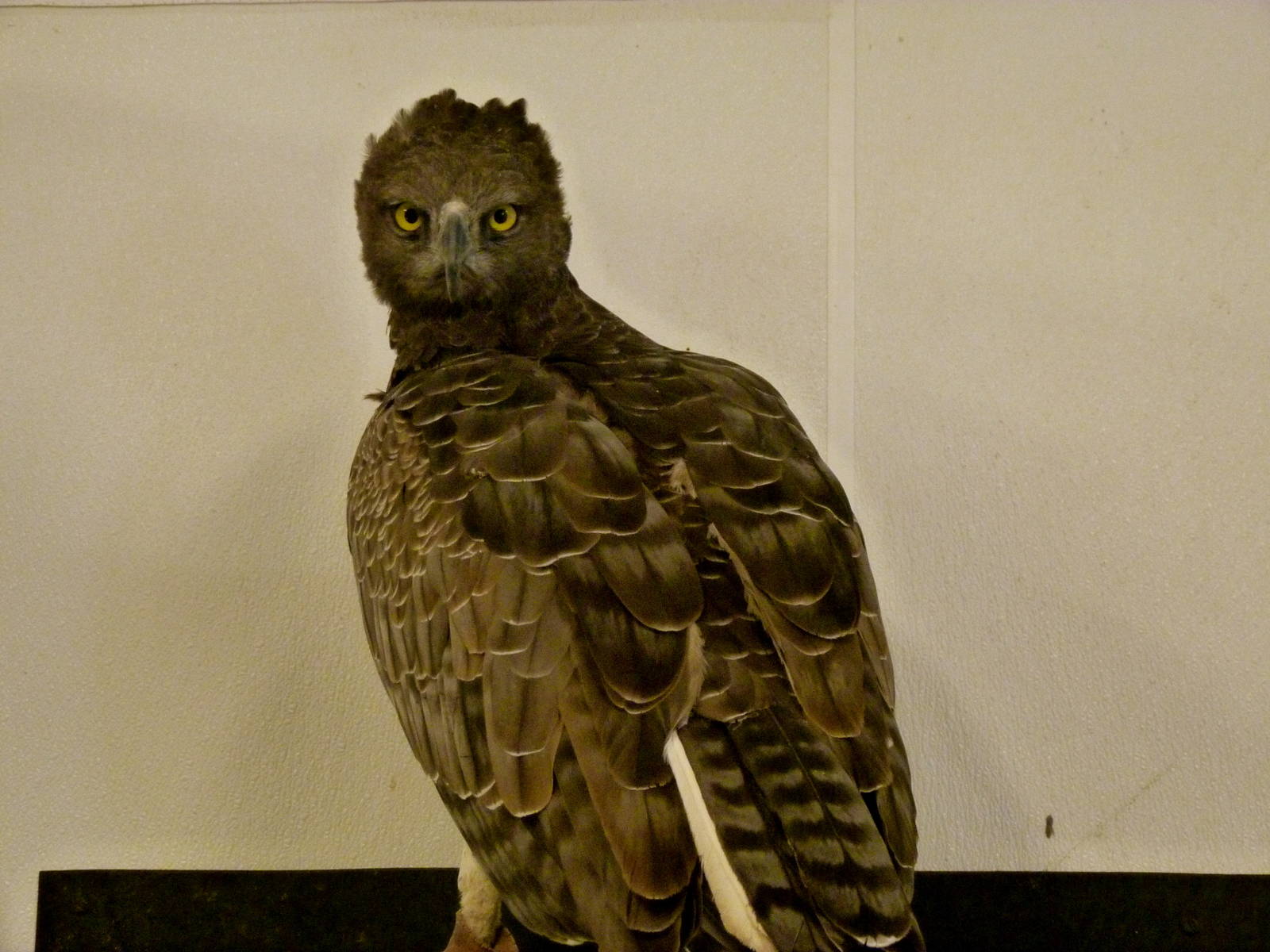 Martial Eagle