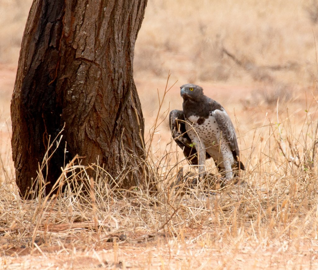 Martial Eagle
