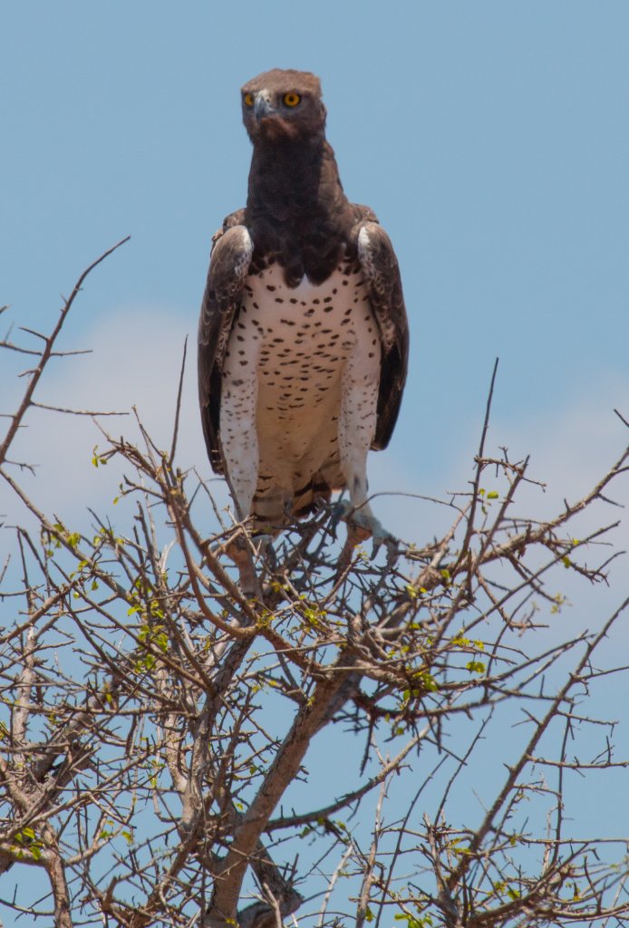 Martial Eagle