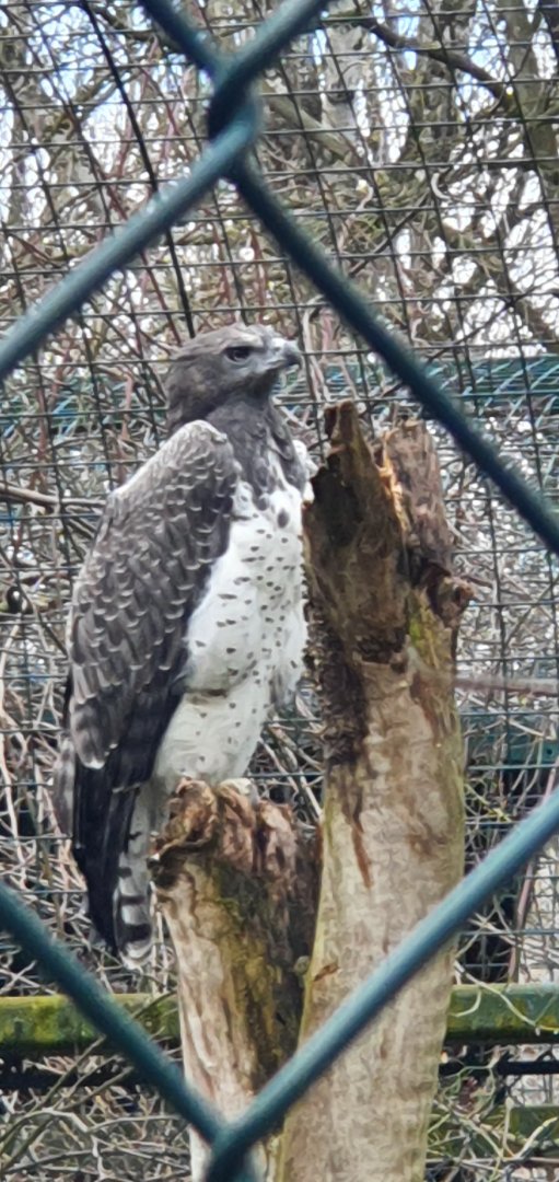 martial eagle