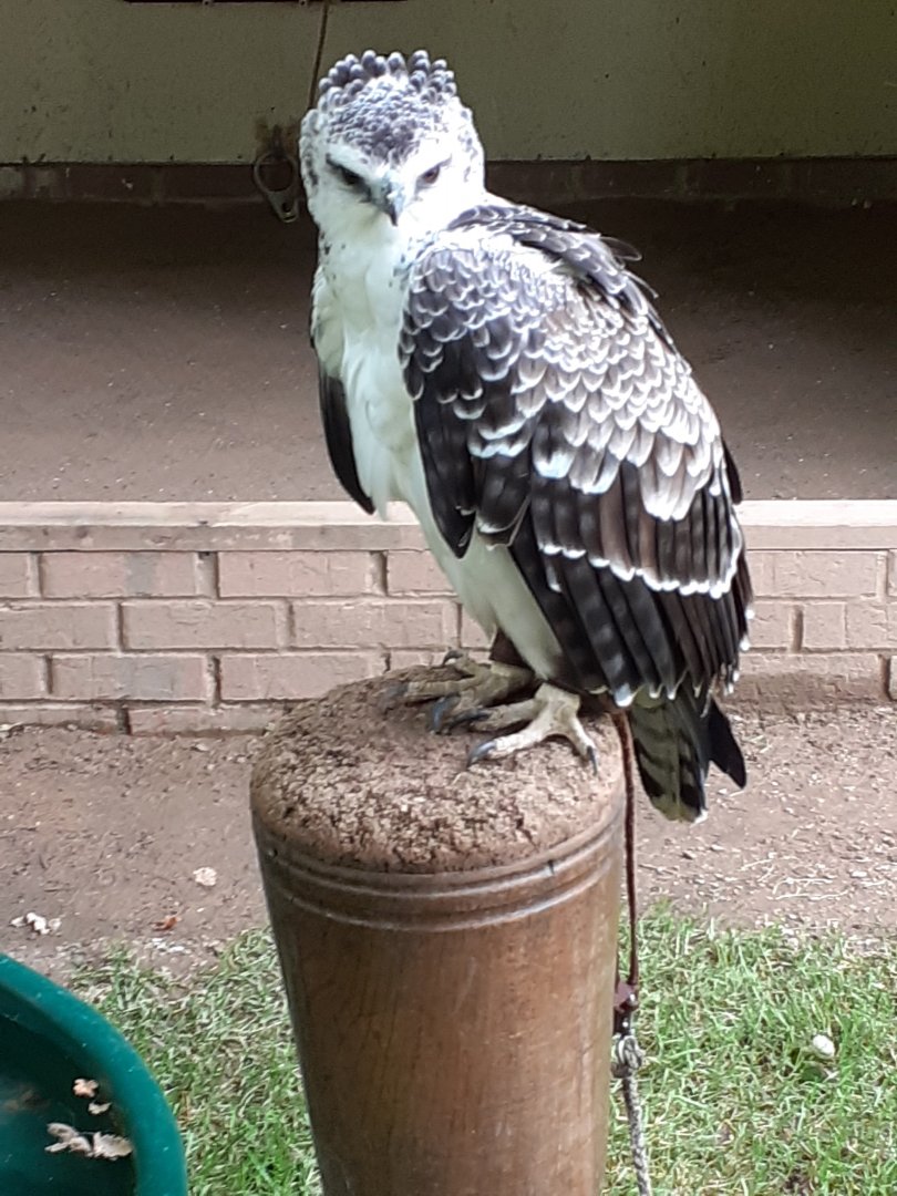 Martial eagle