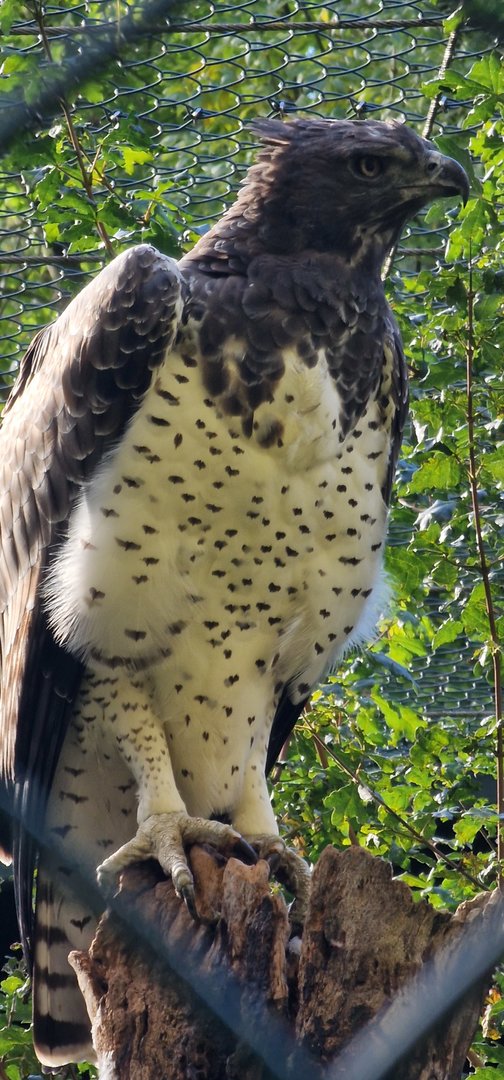 Martial eagle