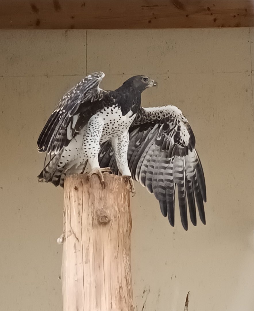 Martial eagle