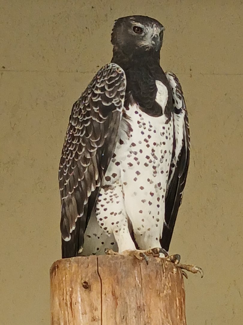 Martial eagle