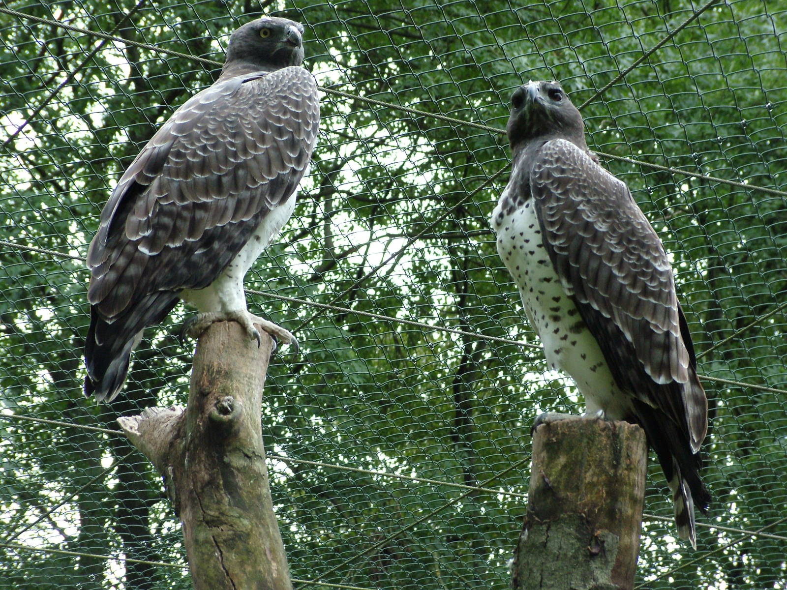 Martial Eagles at Tierpark Berlin, 30/08/11