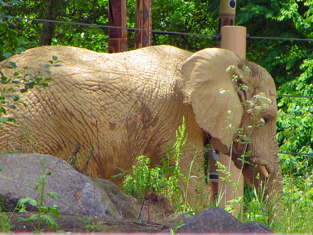 Martika in the Bushes