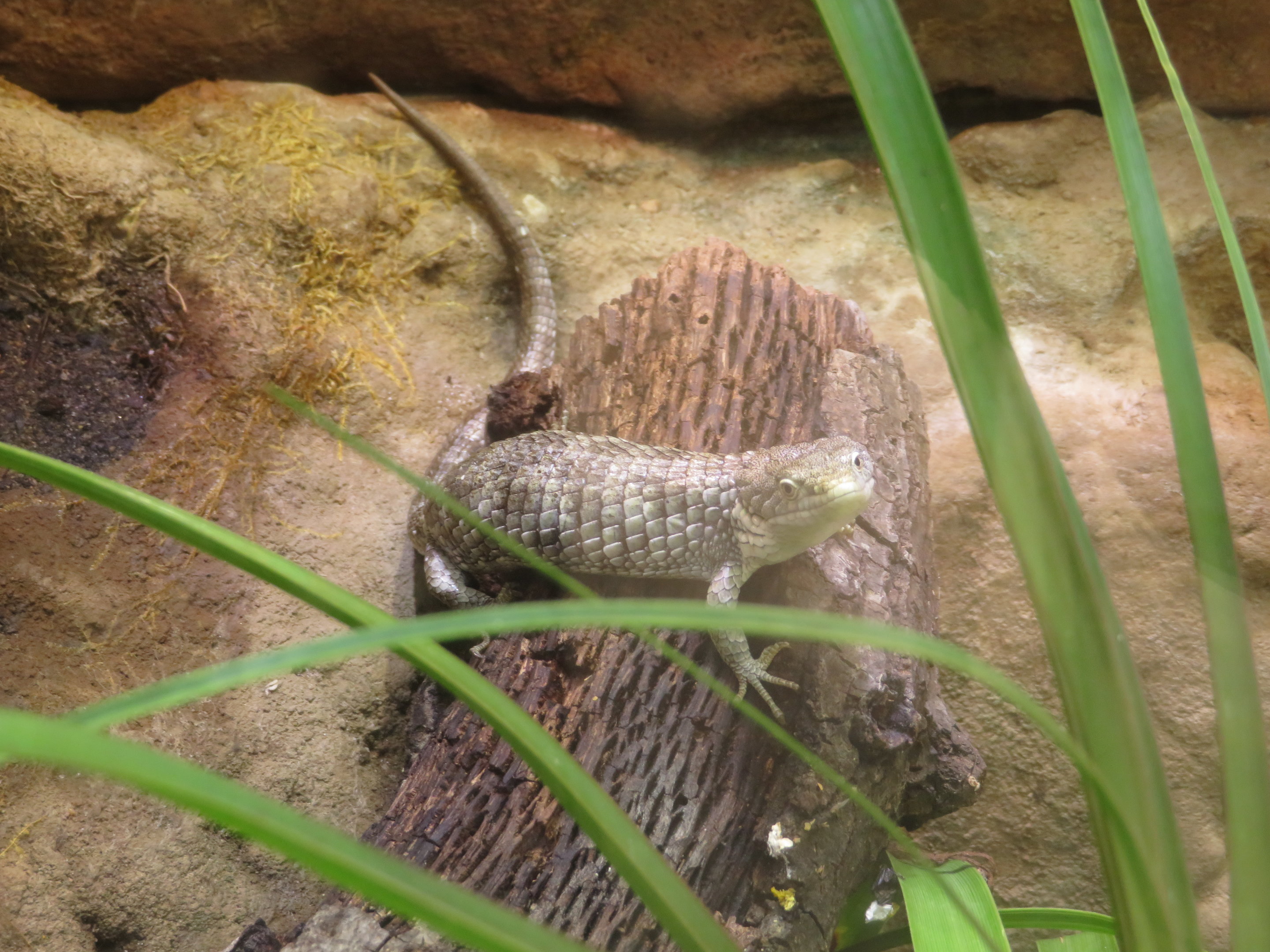 Martin del Campo's Alligator Lizard