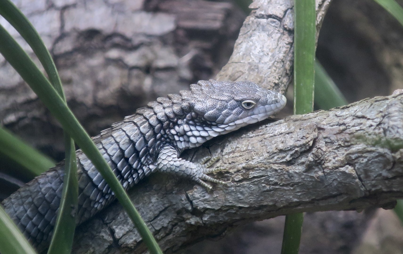 Martín del Campo's Arboreal Alligator Lizard (Abronia martindelcampoi)