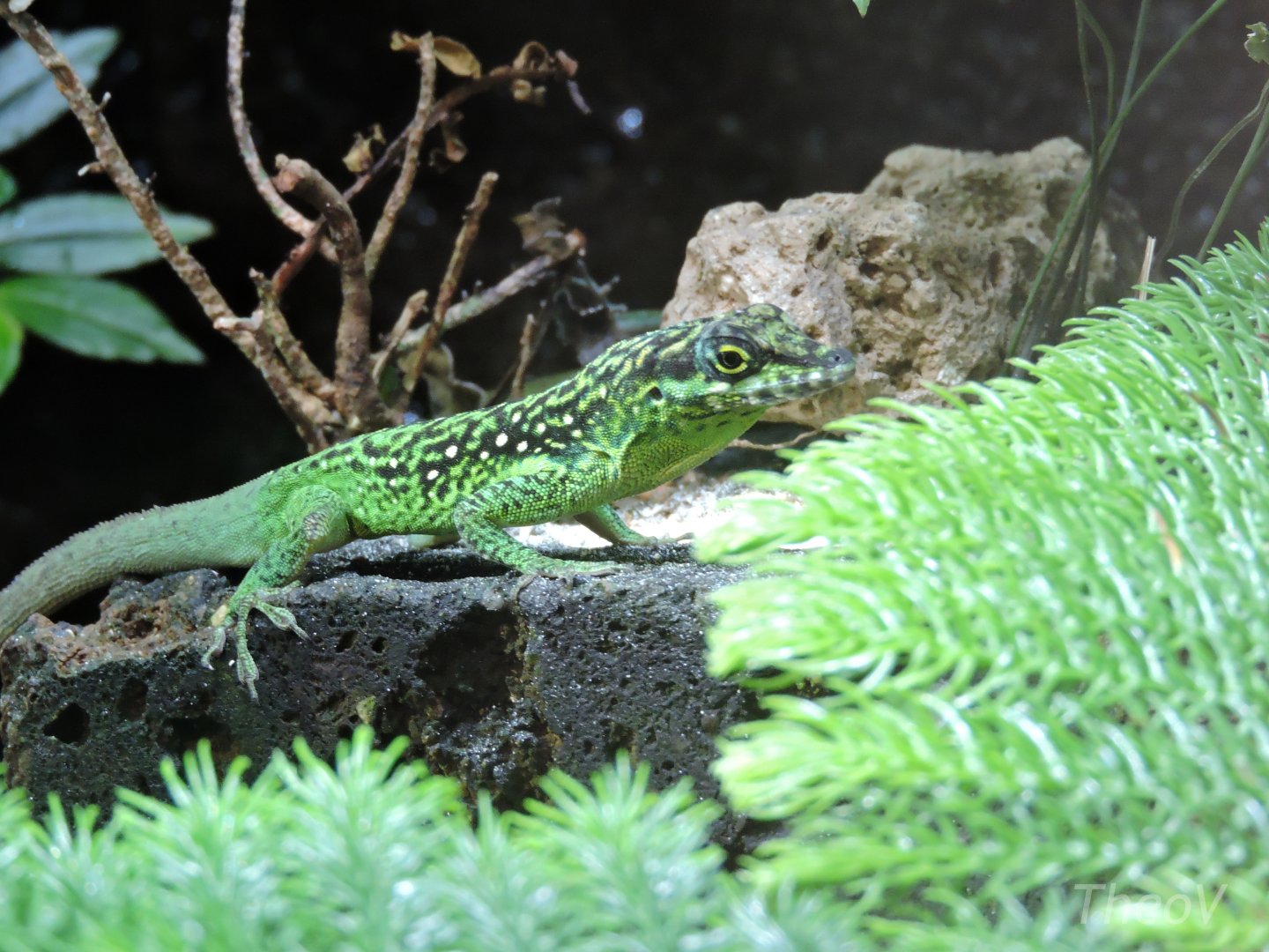 Martinique anole [2015]