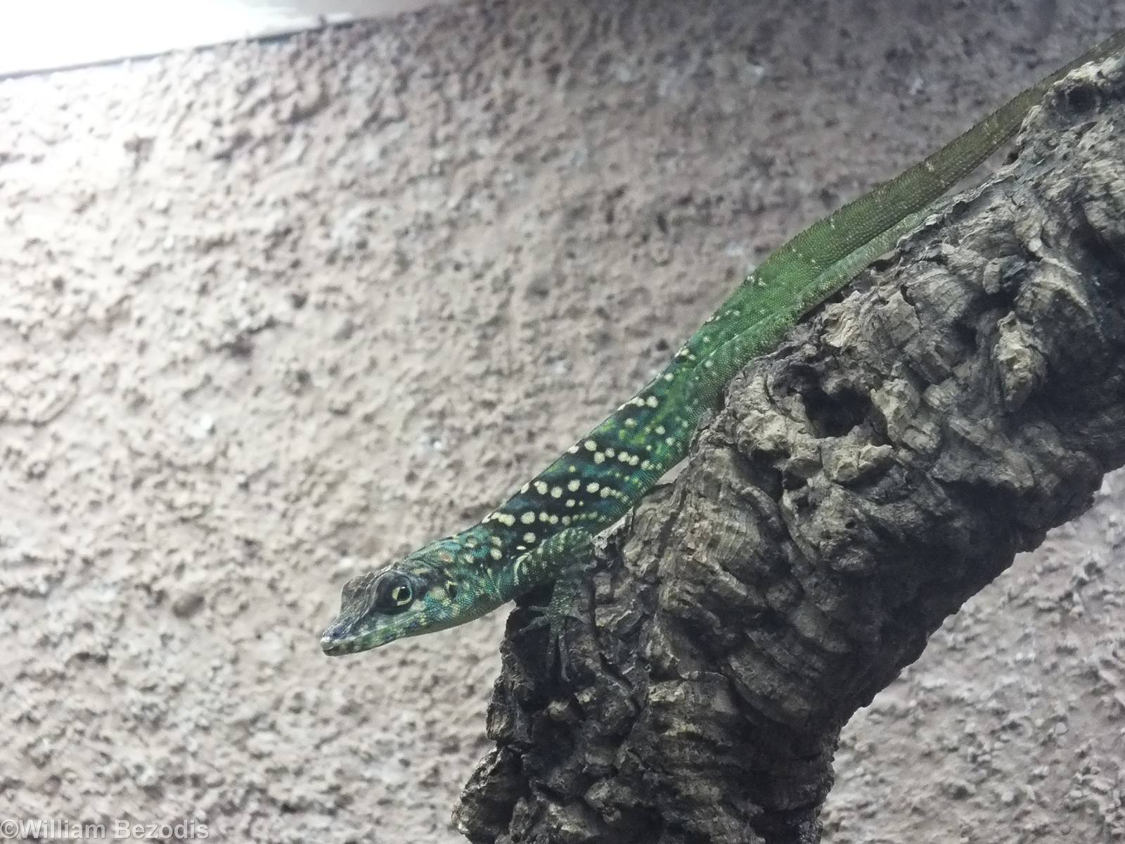 Martinique Anole