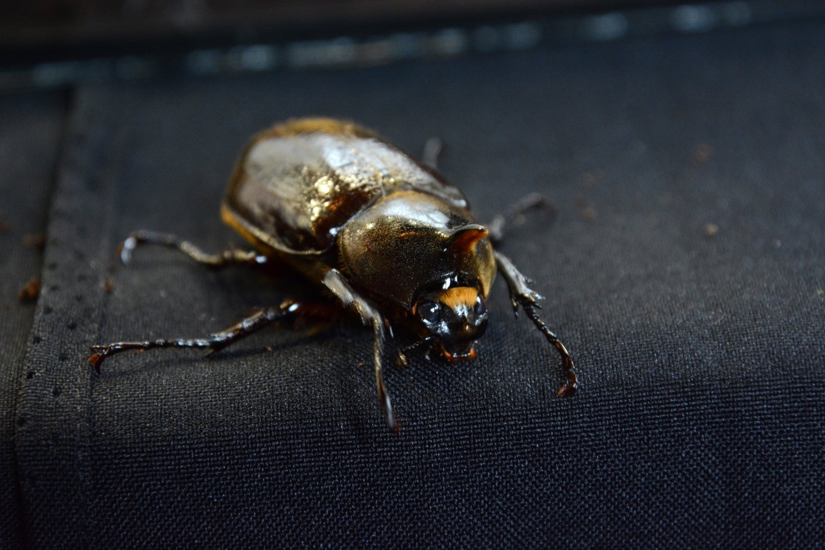 Martinique Hercules beetle (Dynastes hercules reidi)