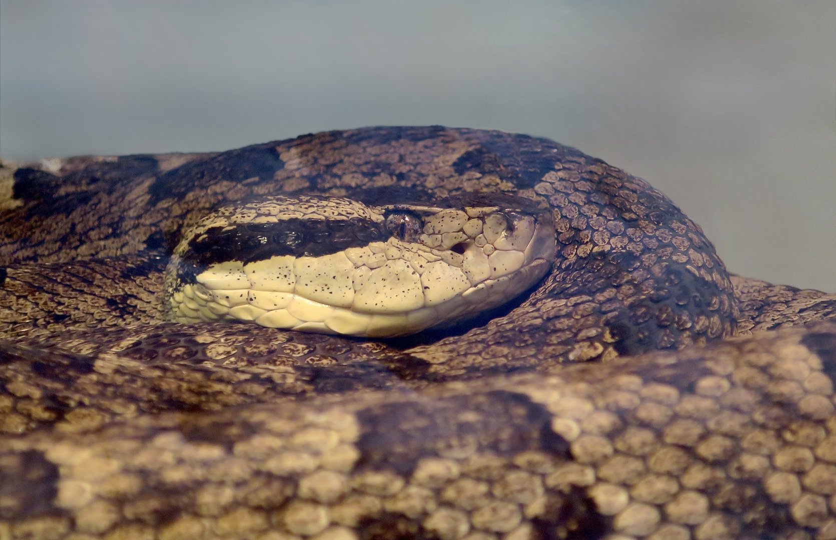 Martinique Lancehead (Bothrops lanceolatus)