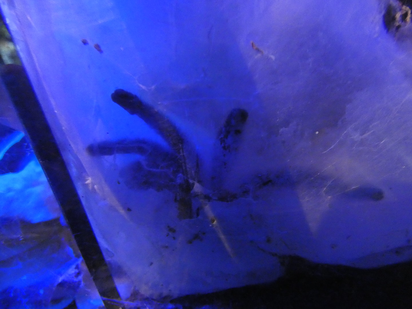 Martinique red tree spider