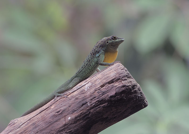Martinique spotted anole