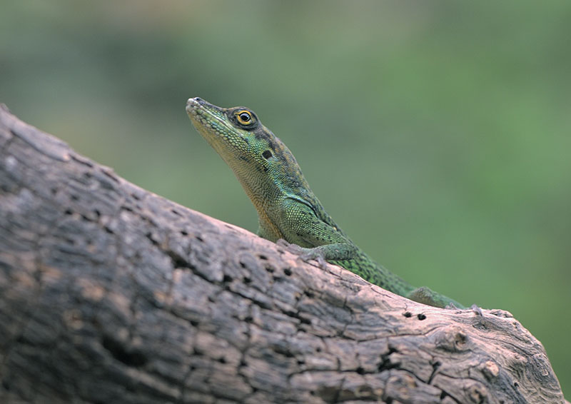 Martinique spotted anole