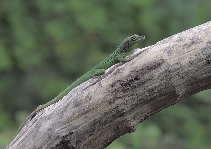 Martinique spotted anole