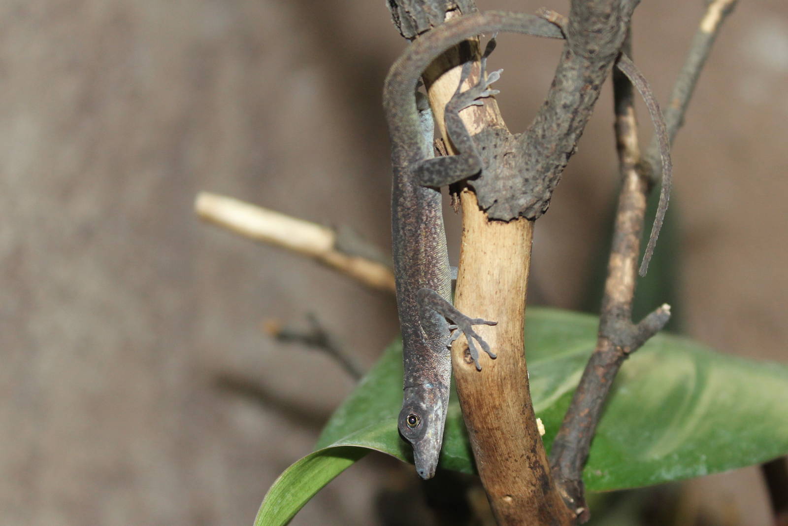 Martinique's anole, April 2015