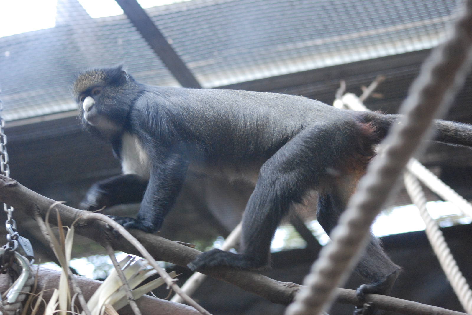 Martin's Greater Spot-nosed Guenon at Barcelona, 30/05/11