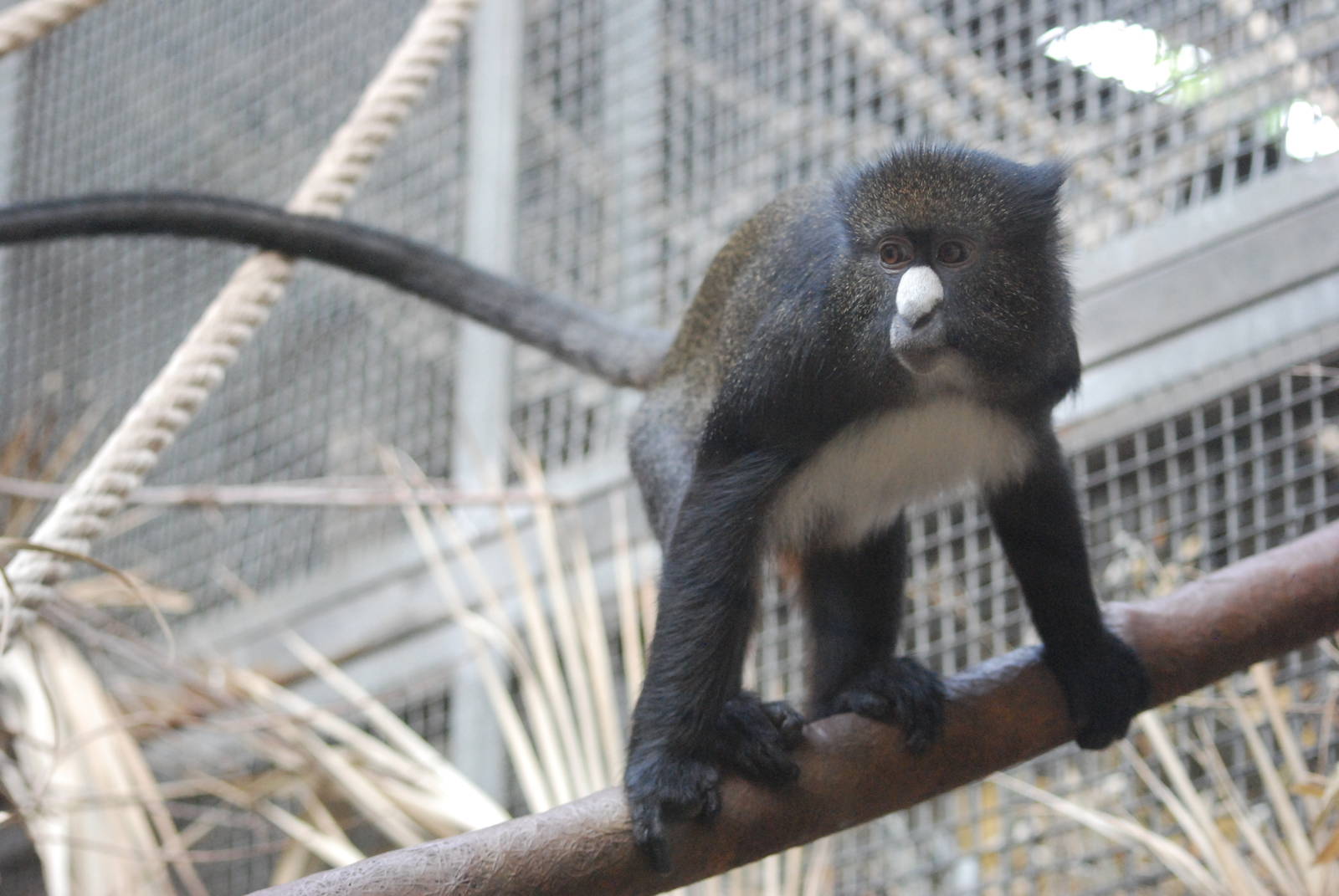 Martin's Greater Spot-nosed Guenon at Barcelona, 30/05/11